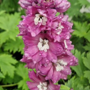 Delphinium 'Astolat' (Pacific Giant Series)