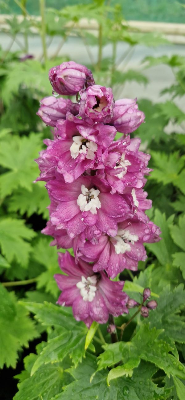 Delphinium (Pacific Giant Series) 'Astolat' Delphinium 'Astolat' (Pacific Giant Series)