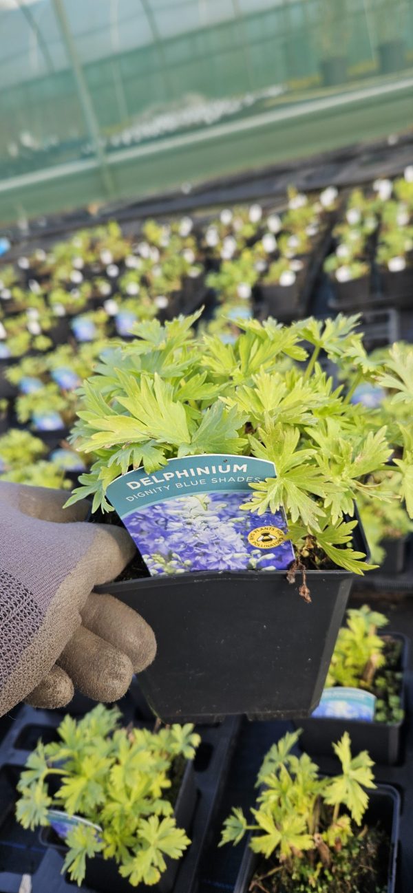 Delphinium x cultorum 'Dignity Blue Shades' Delphinium x cultorum 'Dignity Blue Shades'