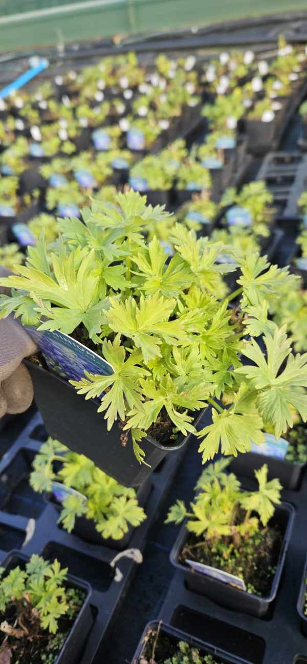 Delphinium x cultorum 'Dignity Blue Shades'2 Delphinium x cultorum 'Dignity Blue Shades'