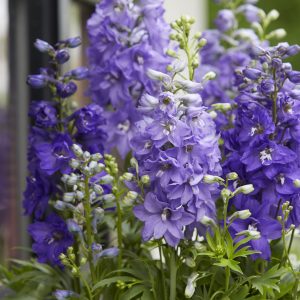 Delphinium x cultorum 'Dignity Blue Shades'