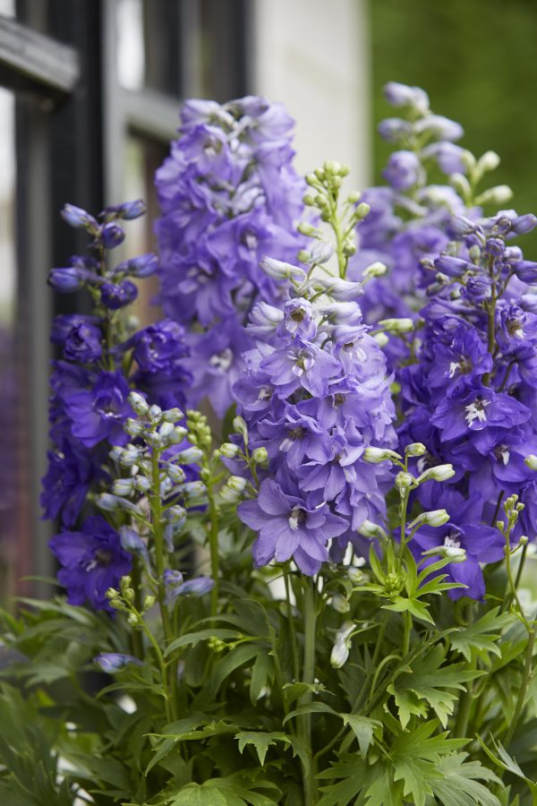 Delphinium_Dignity_Blue_Shades_01_FL Delphinium x cultorum 'Dignity Blue Shades'