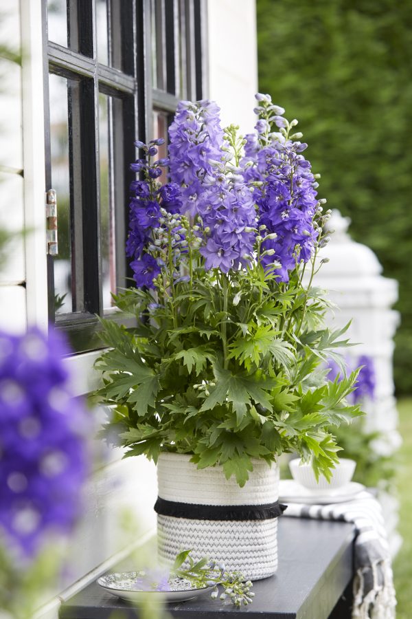 Delphinium_Dignity_Blue_Shades_02_FL Delphinium x cultorum 'Dignity Blue Shades'
