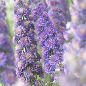 Delphinium 'Highlander Sweet Sensation'