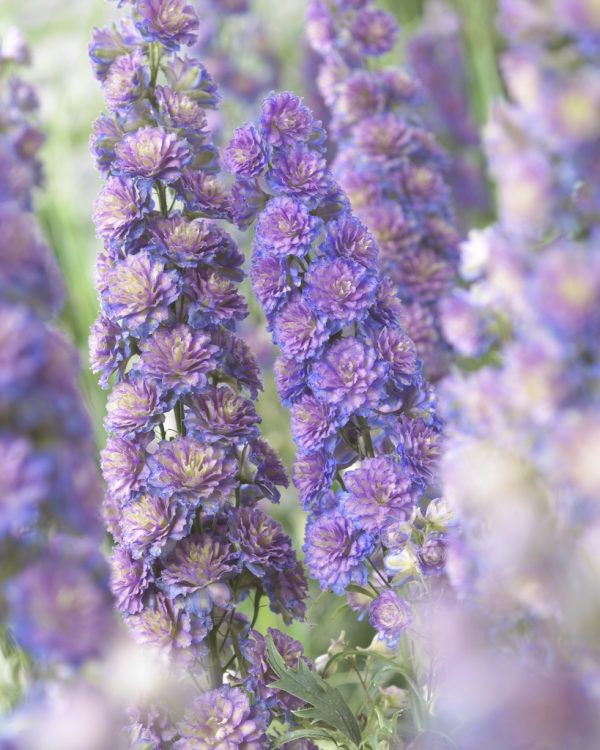 Delphinium Sweet Sensation ® Delphinium 'Highlander Sweet Sensation'