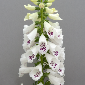 Digitalis purpurea 'Pollux White'