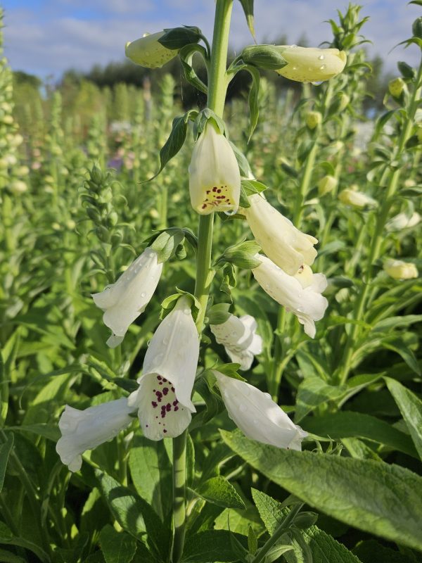 Digitalis purpurea 'Pollux White' Digitalis purpurea 'Pollux White'