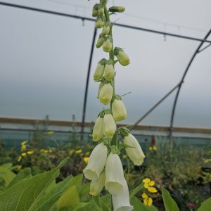 Digitalis purpurea f. albiflora
