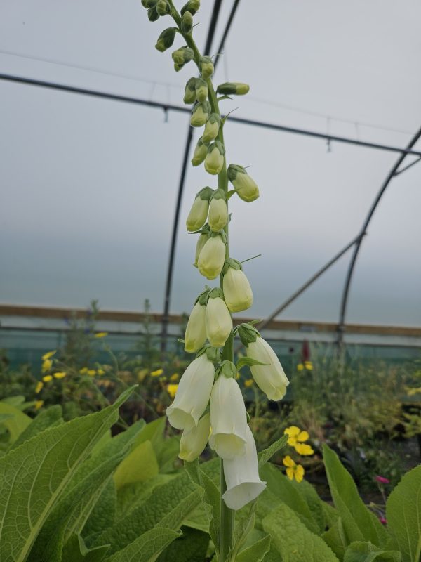 Digitalis purpurea f. albiflora Digitalis purpurea f. albiflora