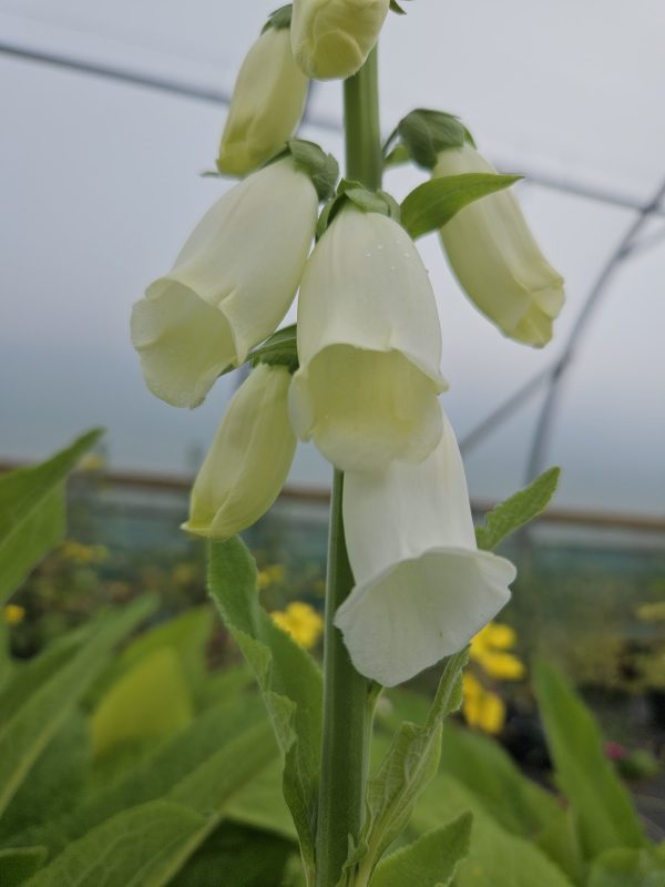 Digitalis purpurea f. albiflora2 Digitalis purpurea f. albiflora