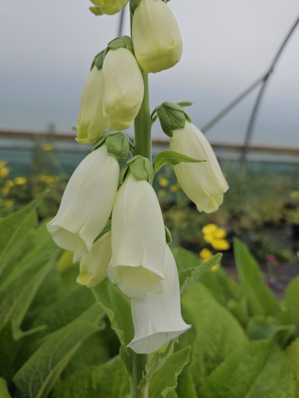 Digitalis purpurea f. albiflora3 Digitalis purpurea f. albiflora