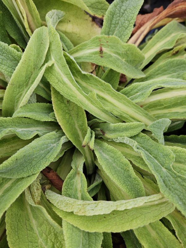 Digitalis purpurea f. albiflora4 Digitalis purpurea f. albiflora