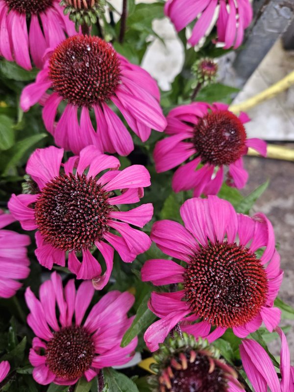 Echinacea Mooodz 'Courage'