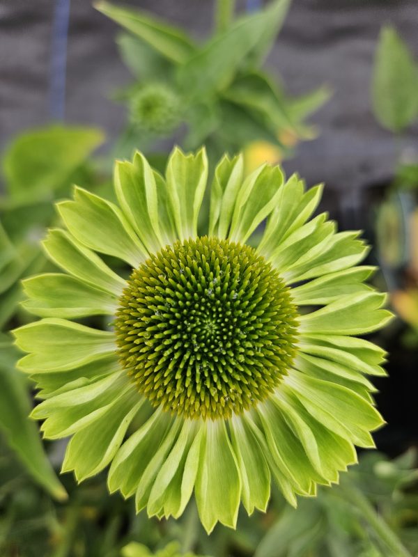 Echinacea Mooodz 'Jealousy'