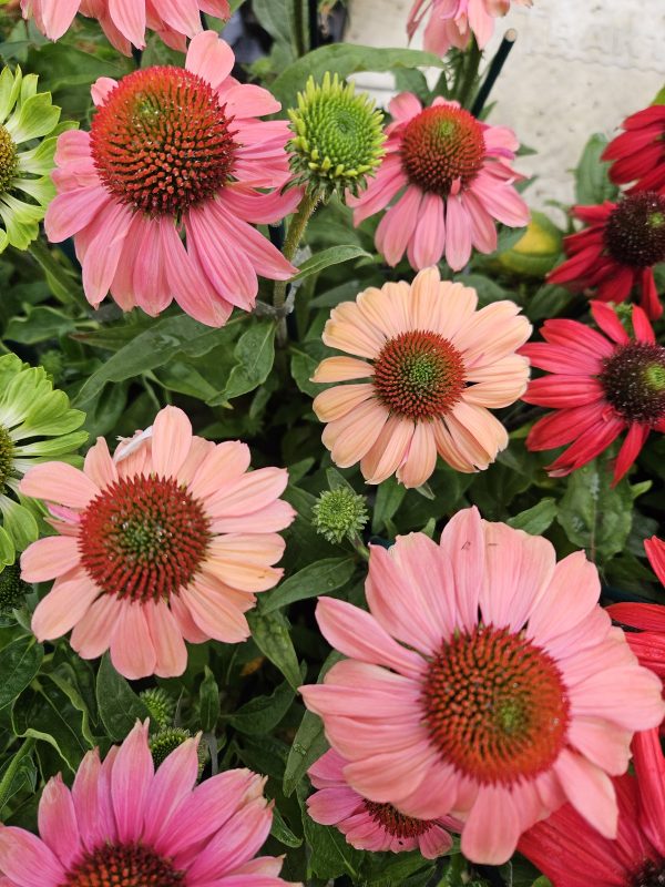 Echinacea Mooodz 'Motivation'