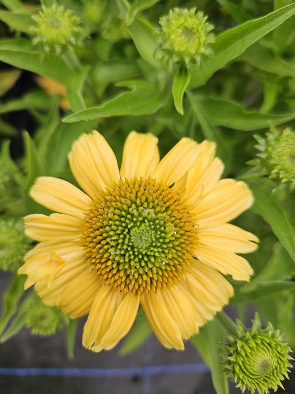 Echinacea Mooodz 'Peace'