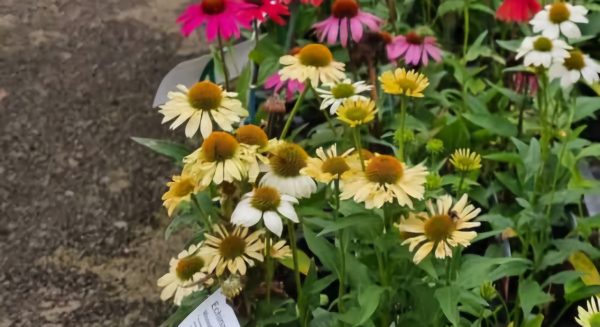 Echinacea Mooodz 'Peace'