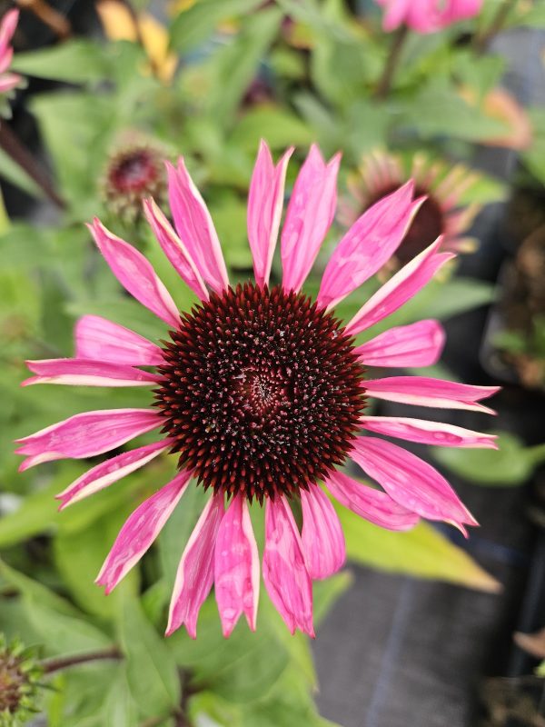 Echinacea Mooodz ‘Courage’