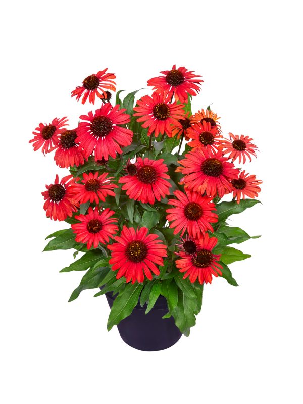 Echinacea_Mooodz_Devotion_01_HF