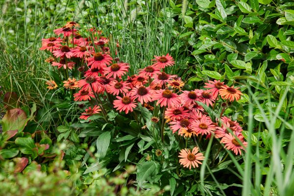 Echinacea_Mooodz_Devotion_02_HF