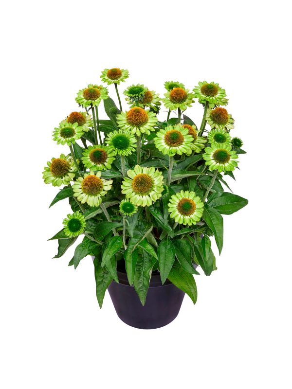 Echinacea_Mooodz_Jealousy_HF Echinacea Mooodz 'Jealousy'