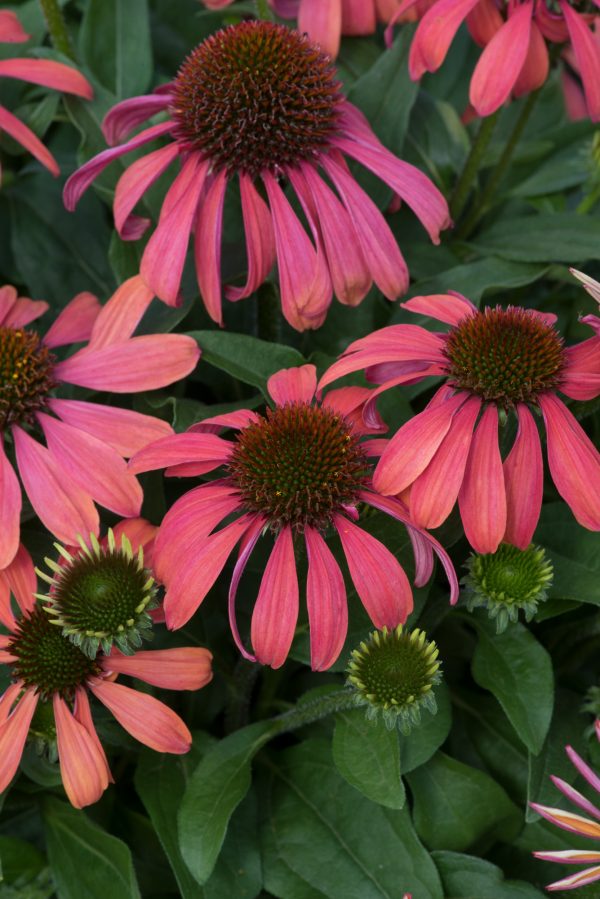 Echinacea_Mooodz_Meditation_01