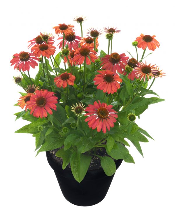 Echinacea_Mooodz_Meditation_03_HF