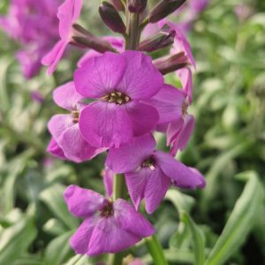 Buy Erysimum Plants Online | Online Shop | Proctors Nursery