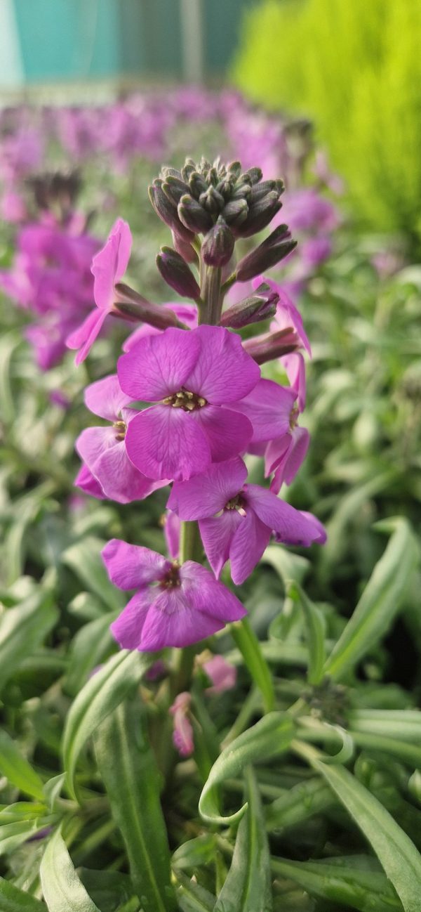 Erysimum 'Super Bowl Mauve'