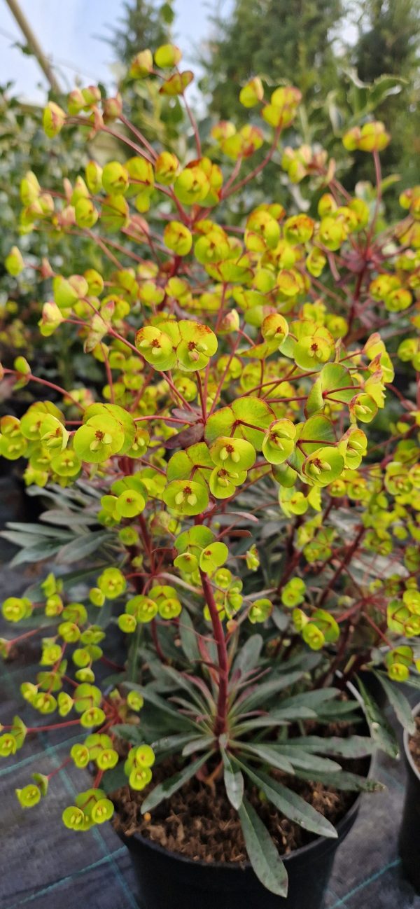 Euphorbia 'Miners Merlot' Euphorbia 'Miners Merlot'
