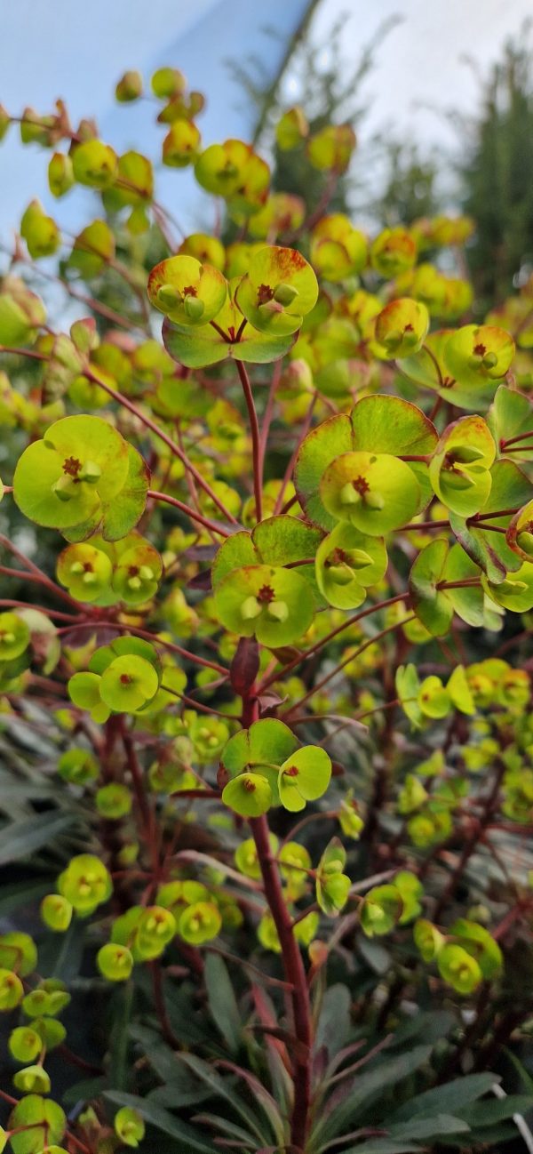 Euphorbia 'Miners Merlot'2 Euphorbia 'Miners Merlot'