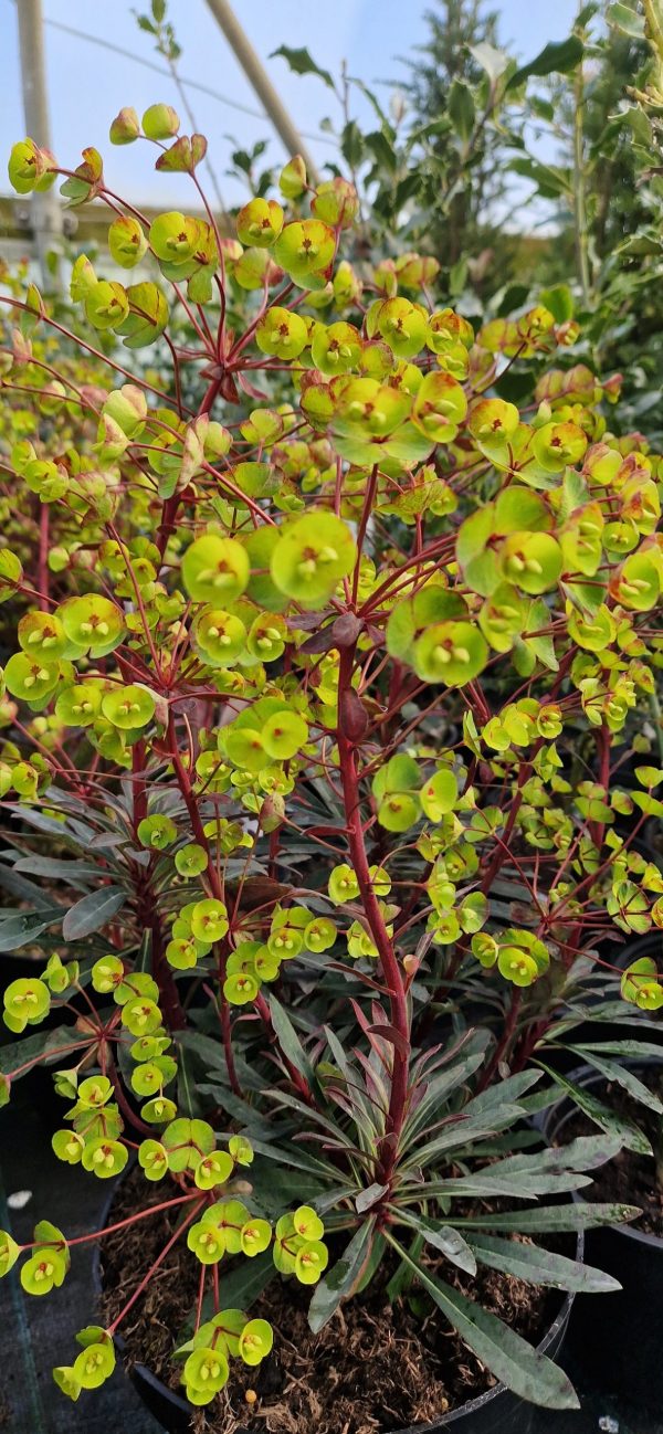 Euphorbia 'Miners Merlot'3 Euphorbia 'Miners Merlot'