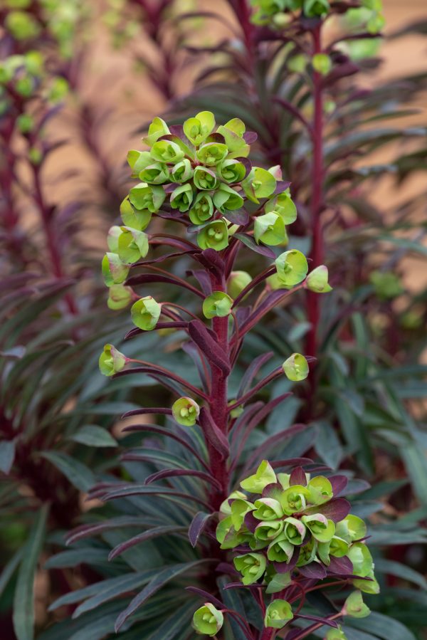 Euphorbia_Miners_Merlot_01