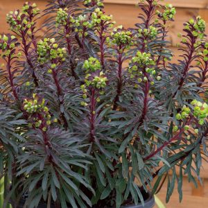 Euphorbia 'Miners Merlot' is an evergreen perennial admired for its rich, dark-purple foliage that deepens to burgundy as temperatures cool. From early spring to mid-summer, it produces vibrant lime-yellow bracts that contrast beautifully with its bold leaves. Compact, architectural, and low-maintenance, Euphorbia 'Miners Merlot' is ideal for borders, gravel gardens, and mixed planting schemes. With a height and spread of around 60cm, it adds long-lasting structure and a splash of distinctive colour throughout the growing season. Best Planting Time • Spring: Plant Euphorbia 'Miners Merlot' in spring when the soil is naturally warming. This encourages strong early root development and supports healthy growth heading into its flowering season. • Autumn: Planting Euphorbia 'Miners Merlot' in early autumn also works well, allowing roots to establish ahead of new growth the following year. Site Selection • Sunlight: Euphorbia 'Miners Merlot' thrives in full sun to partial shade. More sunlight helps intensify its striking dark foliage. • Soil: Plant Euphorbia 'Miners Merlot' in fertile, free-draining soil. This variety dislikes waterlogged conditions, so improving drainage with compost or grit is recommended. Planting Instructions 1. Prepare the Hole: Dig a hole twice as wide as the rootball and the same depth to give Euphorbia 'Miners Merlot' space to establish. 2. Soil Preparation: Enrich the soil with compost or other organic matter to improve fertility and drainage. 3. Planting: Position the plant so the top of the rootball is level with the surrounding ground. Backfill gently and firm the soil to remove air pockets. 4. Watering After Planting: Water Euphorbia 'Miners Merlot' thoroughly after planting to help settle the soil and encourage root growth, ensuring excess water can drain freely. Watering Requirements • Growing Season: Once established, Euphorbia 'Miners Merlot' is fairly drought-tolerant. Water during extended dry spells, allowing the soil to partially dry between watering. • Dormant Season: Water sparingly during the dormant period, only when the soil becomes very dry. Feeding • Spring: Apply a balanced fertiliser in early spring to support fresh foliage and bract formation. • Mid-Summer: A light feed mid-season helps maintain vigour and encourages continued colour. Pruning • Deadheading: Remove spent bracts and old stems to keep Euphorbia 'Miners Merlot' tidy and encourage new growth. Always wear gloves, as Euphorbia sap can irritate skin. • End-of-Season Pruning: After flowering finishes, cut back old stems to maintain a compact and healthy shape. Mulching • Spring: Mulch around Euphorbia 'Miners Merlot' to retain moisture, regulate soil temperature, and suppress weeds. • Winter: A light mulch will help protect the root zone through cold periods. Supporting the Plant • Euphorbia 'Miners Merlot' has a naturally upright habit and usually does not require support. In windy positions, staking may be useful to keep stems stable. Final Tips Euphorbia 'Miners Merlot' offers year-round interest, with dramatic foliage and vibrant bracts from spring into summer. By planting it in full sun or partial shade and ensuring well-drained soil, you can enjoy a resilient, long-flowering perennial that brings structure, colour, and contrast to garden borders and modern planting designs.