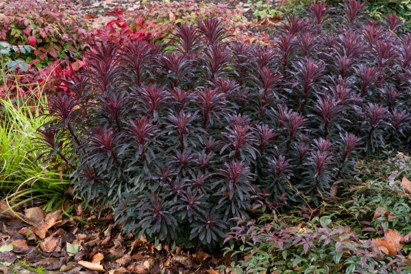 Euphorbia_Miners_Merlot_04 Euphorbia 'Miners Merlot' is an evergreen perennial admired for its rich, dark-purple foliage that deepens to burgundy as temperatures cool. From early spring to mid-summer, it produces vibrant lime-yellow bracts that contrast beautifully with its bold leaves. Compact, architectural, and low-maintenance, Euphorbia 'Miners Merlot' is ideal for borders, gravel gardens, and mixed planting schemes. With a height and spread of around 60cm, it adds long-lasting structure and a splash of distinctive colour throughout the growing season. Best Planting Time • Spring: Plant Euphorbia 'Miners Merlot' in spring when the soil is naturally warming. This encourages strong early root development and supports healthy growth heading into its flowering season. • Autumn: Planting Euphorbia 'Miners Merlot' in early autumn also works well, allowing roots to establish ahead of new growth the following year. Site Selection • Sunlight: Euphorbia 'Miners Merlot' thrives in full sun to partial shade. More sunlight helps intensify its striking dark foliage. • Soil: Plant Euphorbia 'Miners Merlot' in fertile, free-draining soil. This variety dislikes waterlogged conditions, so improving drainage with compost or grit is recommended. Planting Instructions 1. Prepare the Hole: Dig a hole twice as wide as the rootball and the same depth to give Euphorbia 'Miners Merlot' space to establish. 2. Soil Preparation: Enrich the soil with compost or other organic matter to improve fertility and drainage. 3. Planting: Position the plant so the top of the rootball is level with the surrounding ground. Backfill gently and firm the soil to remove air pockets. 4. Watering After Planting: Water Euphorbia 'Miners Merlot' thoroughly after planting to help settle the soil and encourage root growth, ensuring excess water can drain freely. Watering Requirements • Growing Season: Once established, Euphorbia 'Miners Merlot' is fairly drought-tolerant. Water during extended dry spells, allowing the soil to partially dry between watering. • Dormant Season: Water sparingly during the dormant period, only when the soil becomes very dry. Feeding • Spring: Apply a balanced fertiliser in early spring to support fresh foliage and bract formation. • Mid-Summer: A light feed mid-season helps maintain vigour and encourages continued colour. Pruning • Deadheading: Remove spent bracts and old stems to keep Euphorbia 'Miners Merlot' tidy and encourage new growth. Always wear gloves, as Euphorbia sap can irritate skin. • End-of-Season Pruning: After flowering finishes, cut back old stems to maintain a compact and healthy shape. Mulching • Spring: Mulch around Euphorbia 'Miners Merlot' to retain moisture, regulate soil temperature, and suppress weeds. • Winter: A light mulch will help protect the root zone through cold periods. Supporting the Plant • Euphorbia 'Miners Merlot' has a naturally upright habit and usually does not require support. In windy positions, staking may be useful to keep stems stable. Final Tips Euphorbia 'Miners Merlot' offers year-round interest, with dramatic foliage and vibrant bracts from spring into summer. By planting it in full sun or partial shade and ensuring well-drained soil, you can enjoy a resilient, long-flowering perennial that brings structure, colour, and contrast to garden borders and modern planting designs.