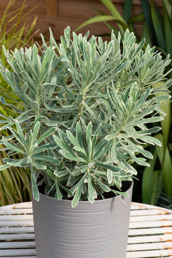 Euphorbia_Silver_Edge_02