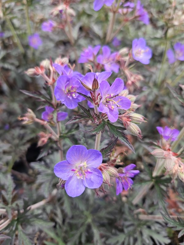 Geranium pratense 'Storm Cloud' Geranium pratense 'Storm Cloud'