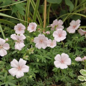 Geranium sanguineum ‘Pink Summer’