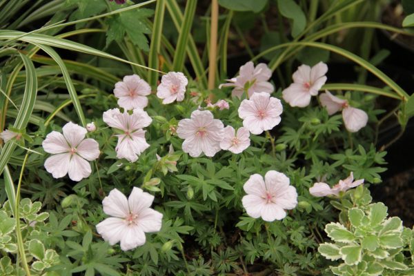 Geranium sanguineum 'Pink Summer' Geranium sanguineum ‘Pink Summer’