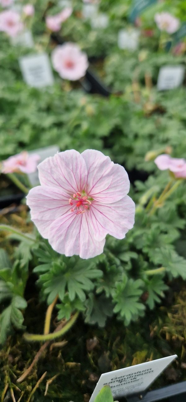 Geranium sanguineum ‘Pink Summer’
