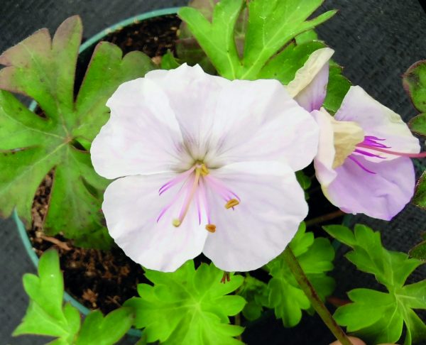 Geranium x cantabrigiense 'St Ola'
