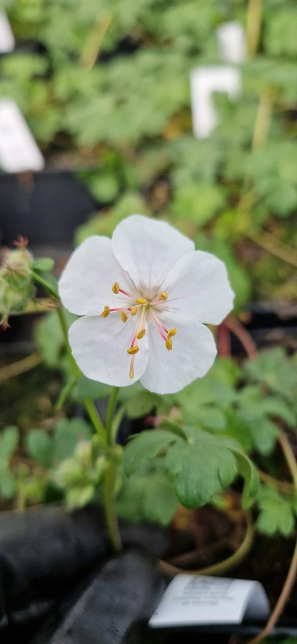 Geranium x cantabrigiense ‘St Ola’ Geranium x cantabrigiense ‘St Ola’
