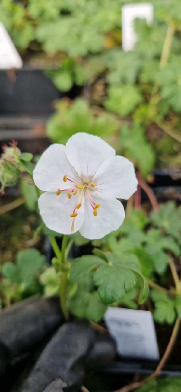 Geranium x cantabrigiense ‘St Ola’2