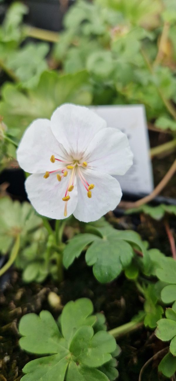 Geranium x cantabrigiense ‘St Ola’3 Geranium x cantabrigiense ‘St Ola’