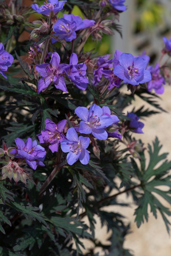Geranium_Storm_Cloud_01