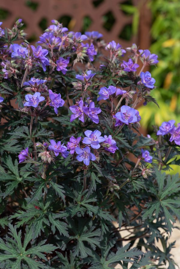 Geranium_Storm_Cloud_02