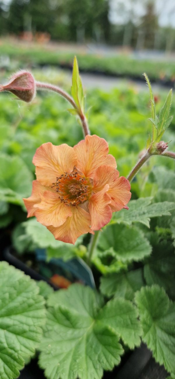 Geum 'Tempo Orange' Geum 'Tempo Orange'