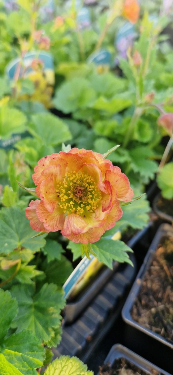 Geum Tempo Yellow Geum Tempo Yellow