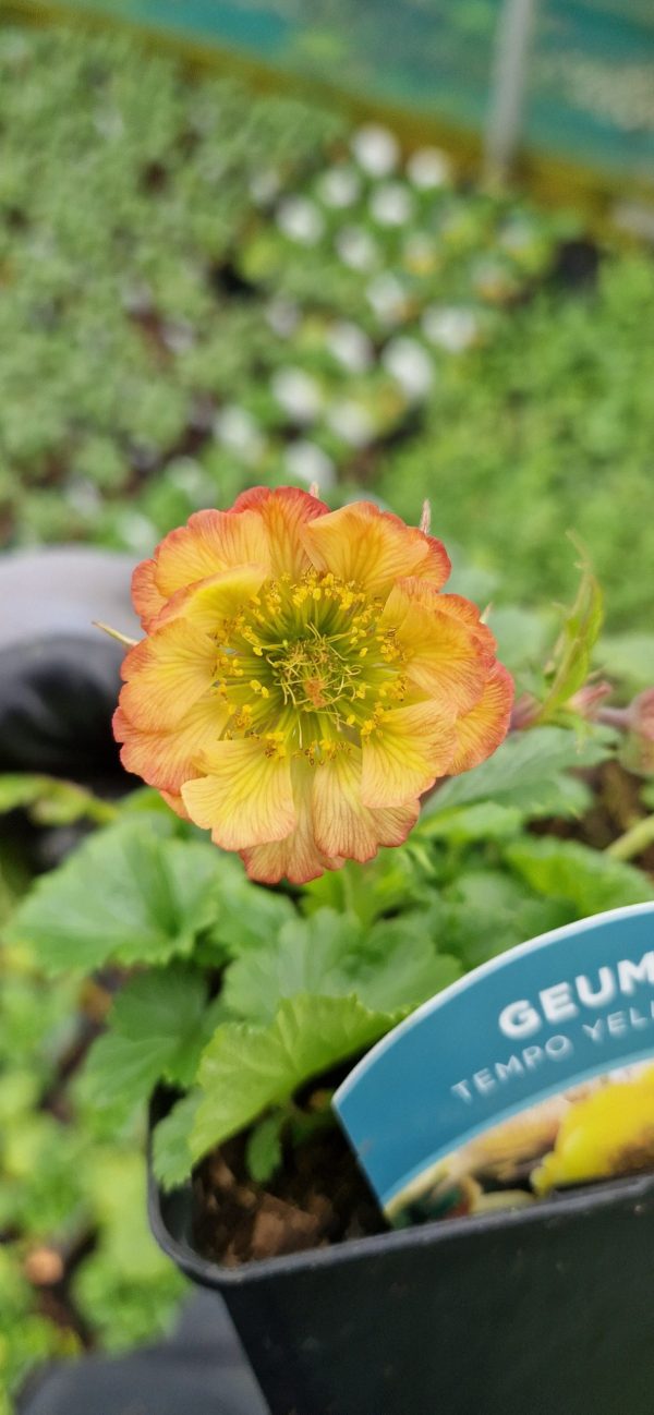 Geum Tempo Yellow2 Geum Tempo Yellow