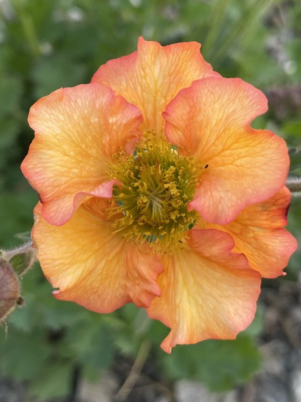 Geum_Foxy_Tempest_cu2